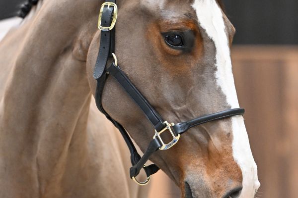 Ultra Class de Septon - 2