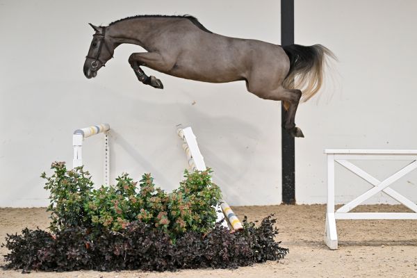 Mirano de Courcel - 2