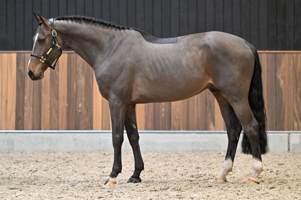 Origi van 't Cijnshof Z