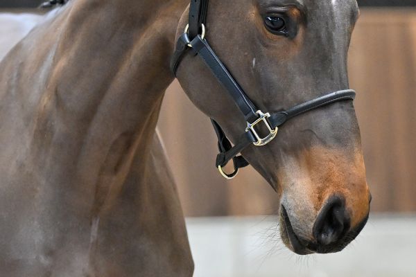 Arquana Cera du Maillet Z - 1