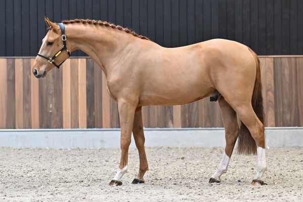 Kyros de Kalvarie Z - 3