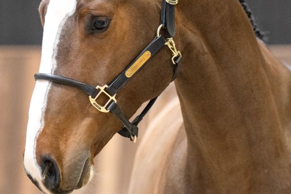 Wolf vd oude katzij - 1