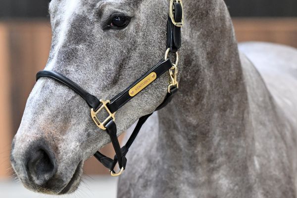 Elliot vd Berghoeve Z - 1