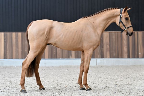 Ché van Schuttershof Z