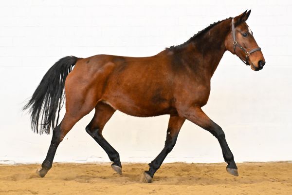 Orchidee van de Donkhoeve - 2