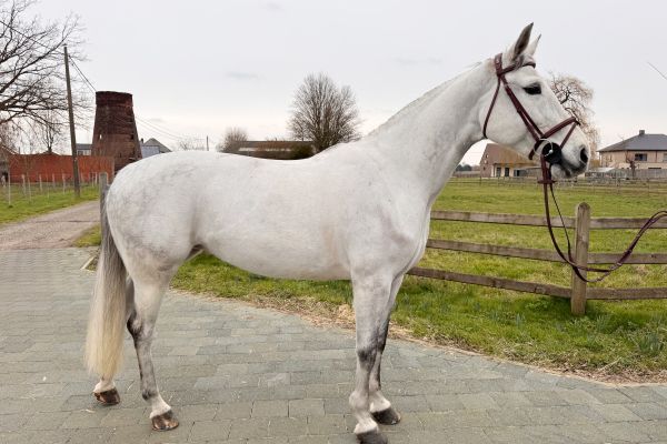 Coup de Coeur KVG Z - 6