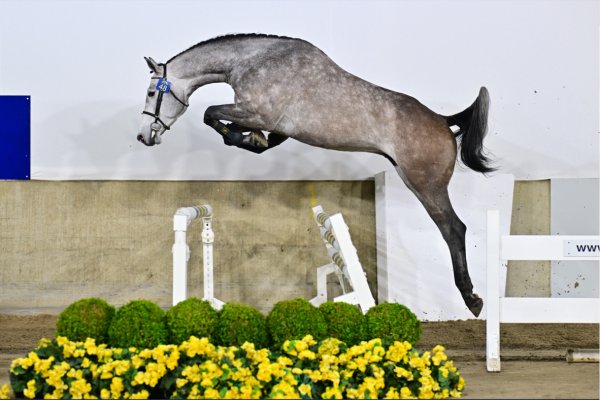 Conrad Gold vd Pannenboer Z