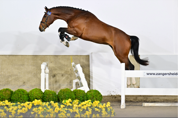 Chuck van de Spievahoeve Z