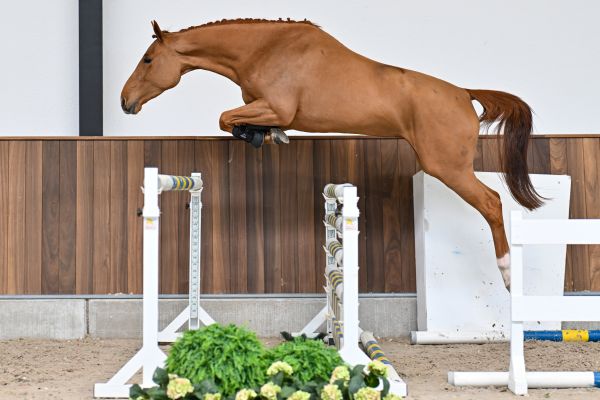 Wicked vd Withoeve 2