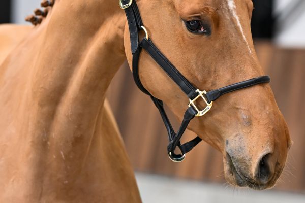 Argentina vd Withoeve 1