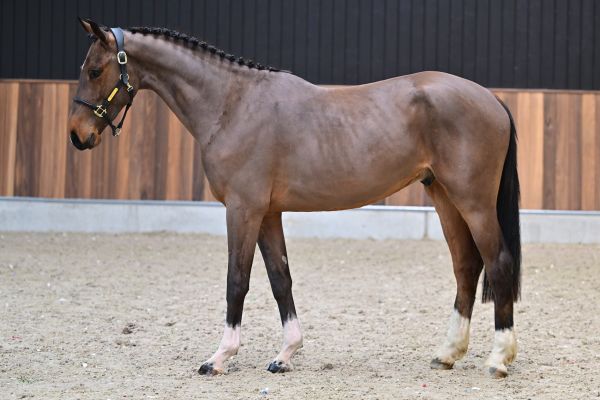 Conquest vd Withoeve Z 3