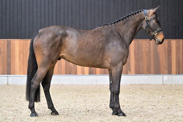 Arturo vd Withoeve 3