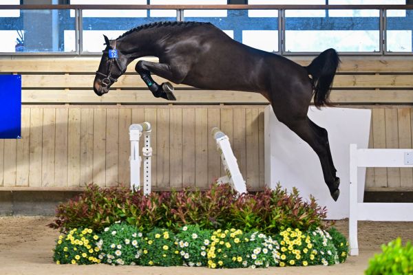 Chike van Koekenhuyze Z