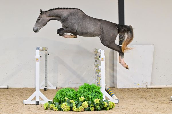 Osmose de Bornival Z 2