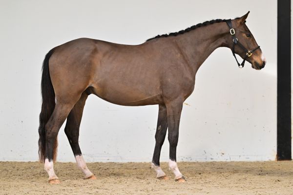 Rimrock de Bornival 3