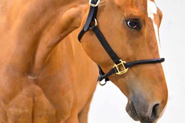 Crameur de la Jonquerelle 1