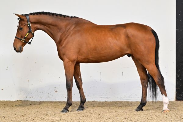 High Big Landa K Z 3