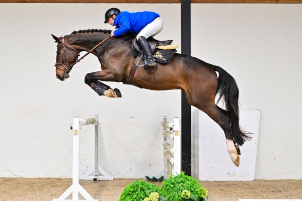 Flint de Bornival Z under the saddle
