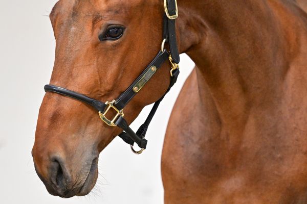 Lollipop de Courcel 1