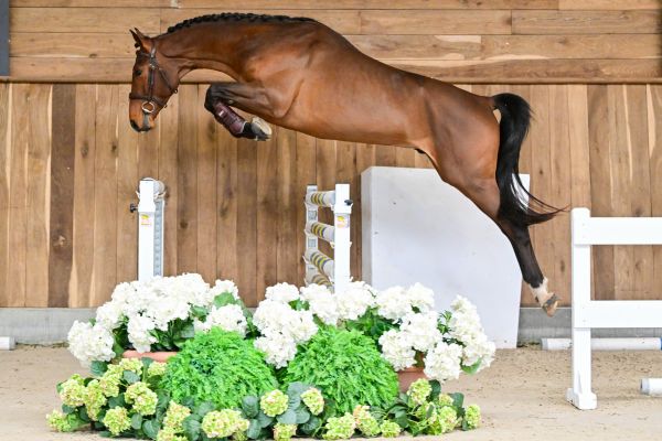 Chacco Gold du Prieur&eacute; de Seny 2