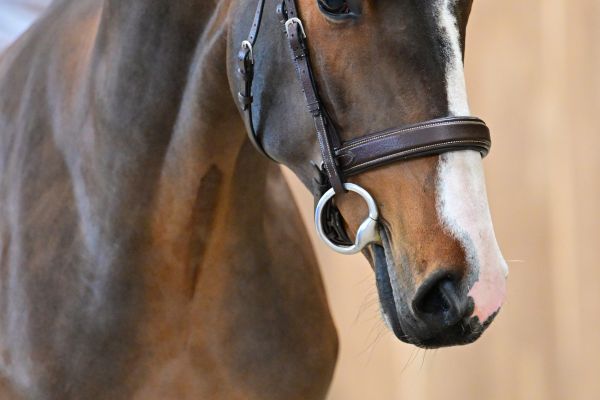 Delgado des Hauts Monceaux Z 1