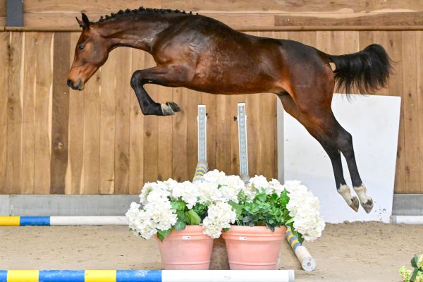 Thy's my life du Bel Horizon 2