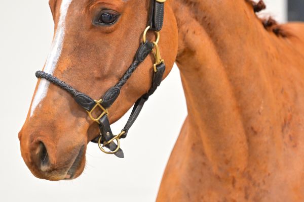 Take Away de Bornival Z 1