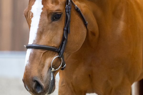 Un Ami van de Binnenheide 1