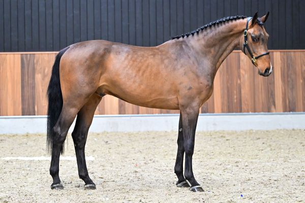 Chase vd Berghoeve Z 3