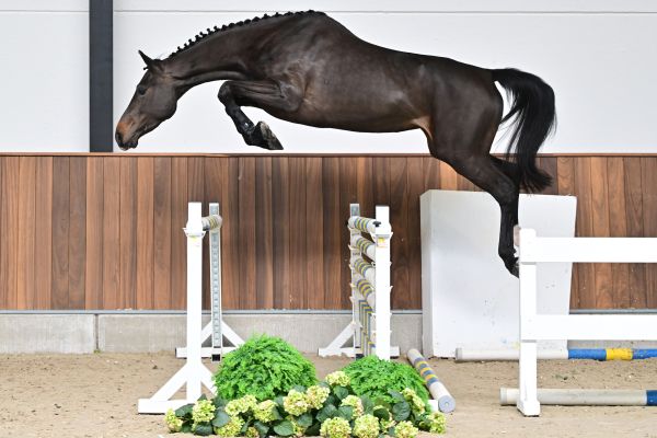 Sevilla van de Hagenhorst 2