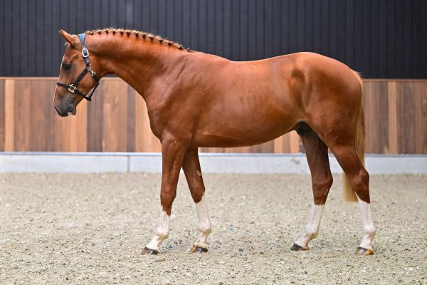 Hemerald vd Paepehoeve Z 3