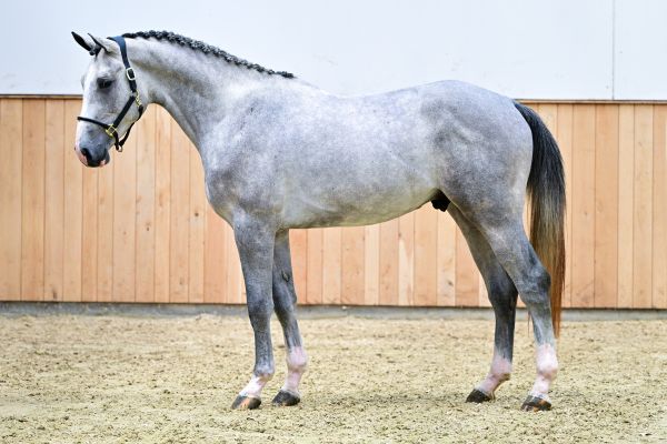 Alegro II vd Donkhoeve 3