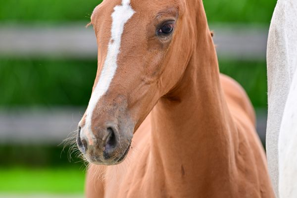 Nala van de Mullegracht Z 1