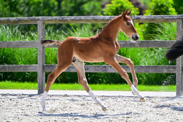 Identity RT van Kattenheye Z 3