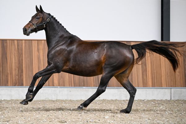 Quinette vd Padenborre - 3