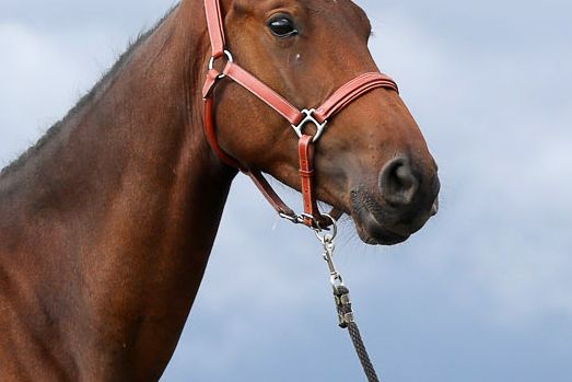 Qualido du Bois du But - 1