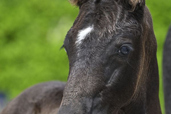 C&ocirc;te d'Argent Terheide Z