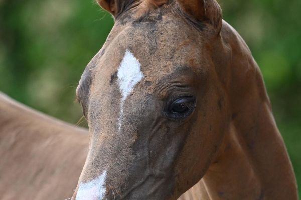 Damour-Blue v't Mezelhof Z