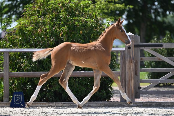 Candyman vh Eegdeken Z