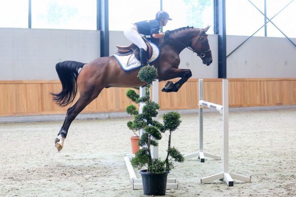 Oh Hercule du Bois du But - 4