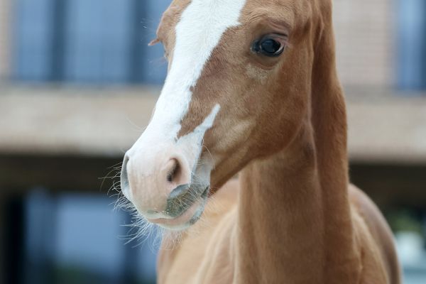 Estelle vd Rollebeek Z - 3