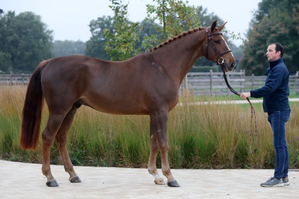 Viento van de Doornhoeve - 3