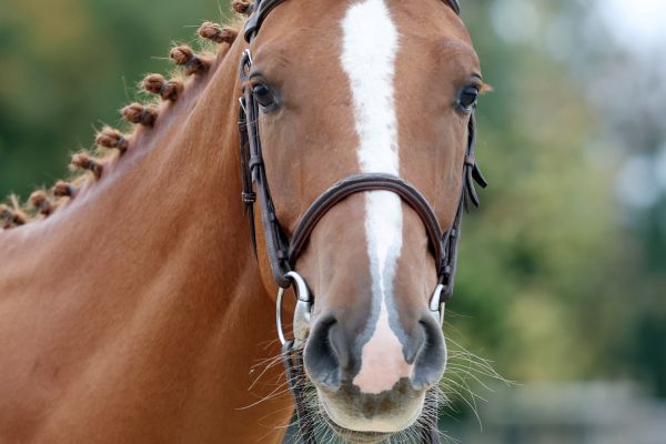 Enzo vd Rollebeek Z - 5