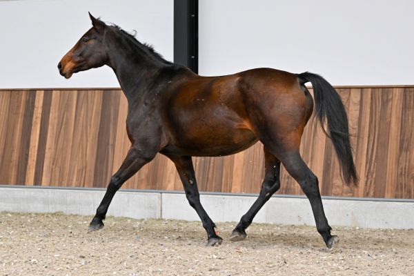 C'est la Vie van 't Bergske Z - 4