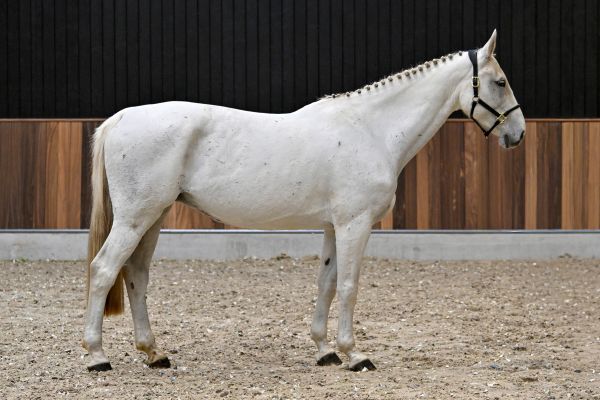 As Cold as Ice Alpha Z - 4