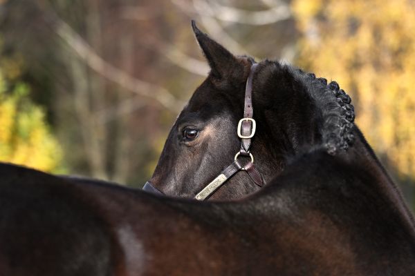 Ibiza de Beaufour - 3