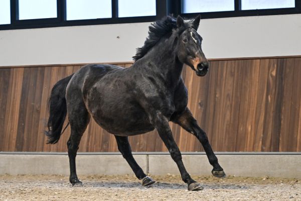 Elegance van 't Hof - 3