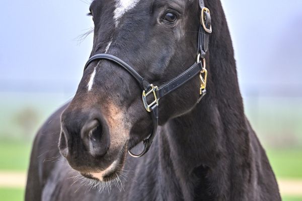 Quelque Chose van Dorperheide - 2