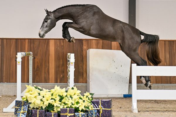 A Million Dollar Girl vd Pluimert Z