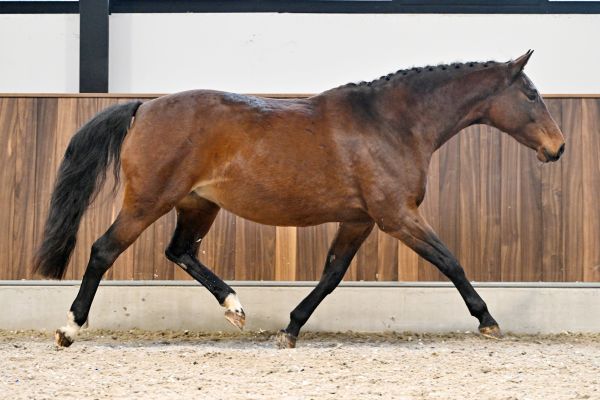 Nikita van het Leliehof - 3